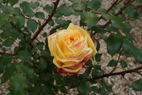 rose0427.JPG